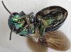 Omalus puncticollis